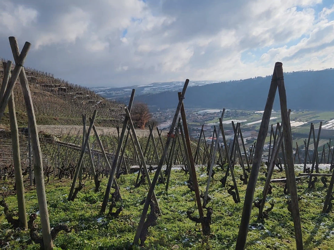 Ecosystems in a Glass: The New Era of Sustainable Winemaking