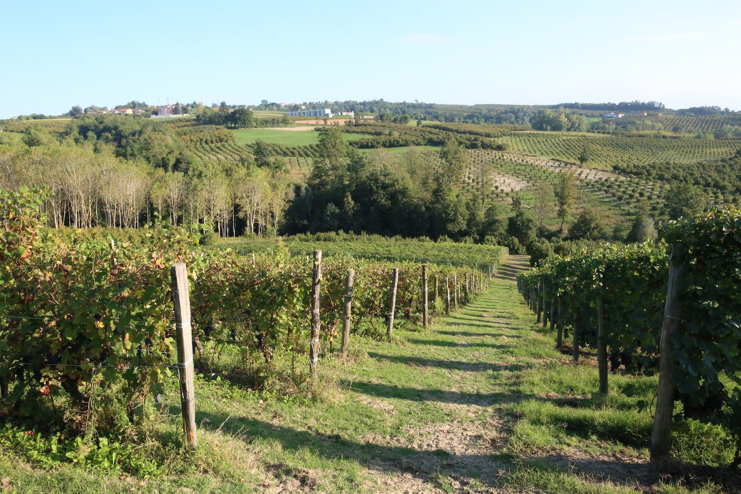 Gheddo Vini vineyard